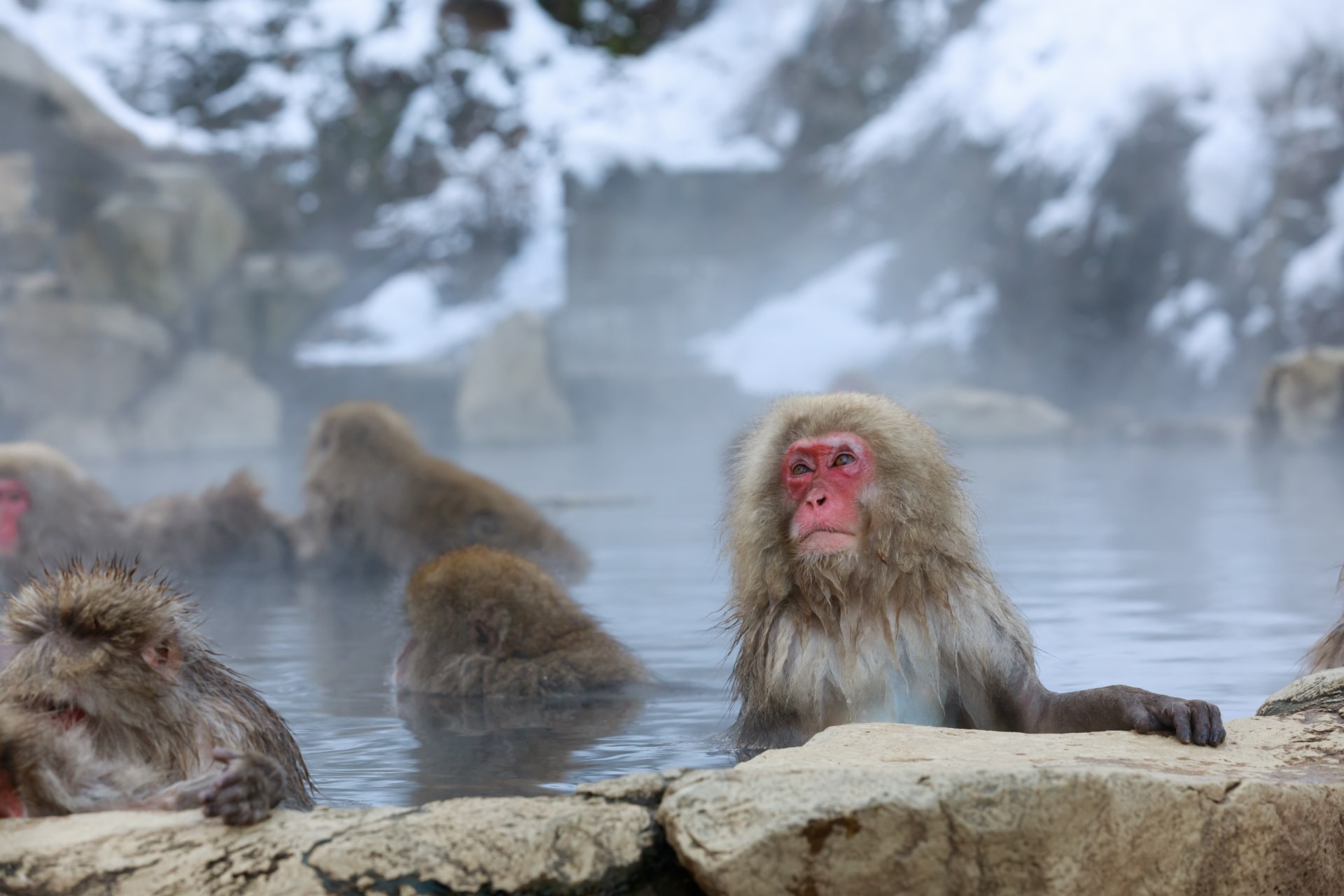 Snow Monkey in Nagano