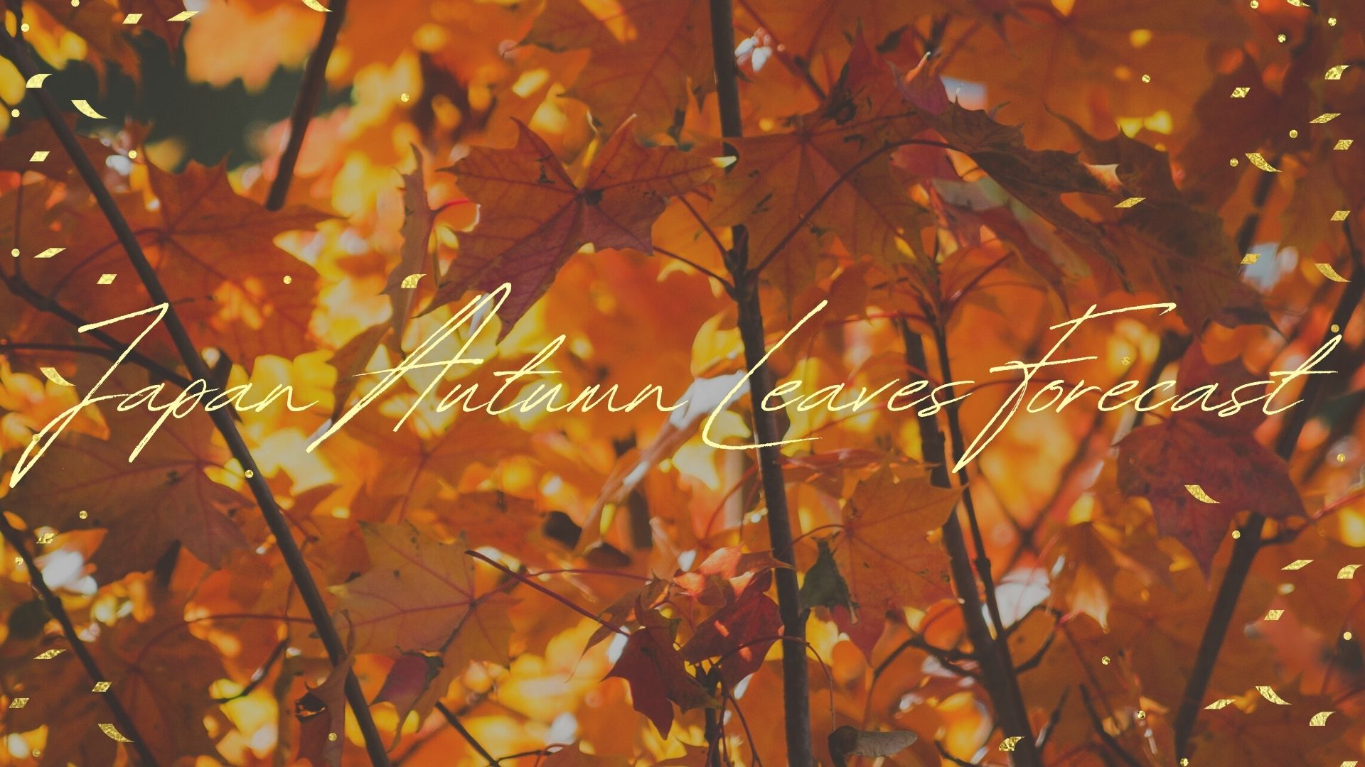 Japan Autumn Leaves Forecast 2024