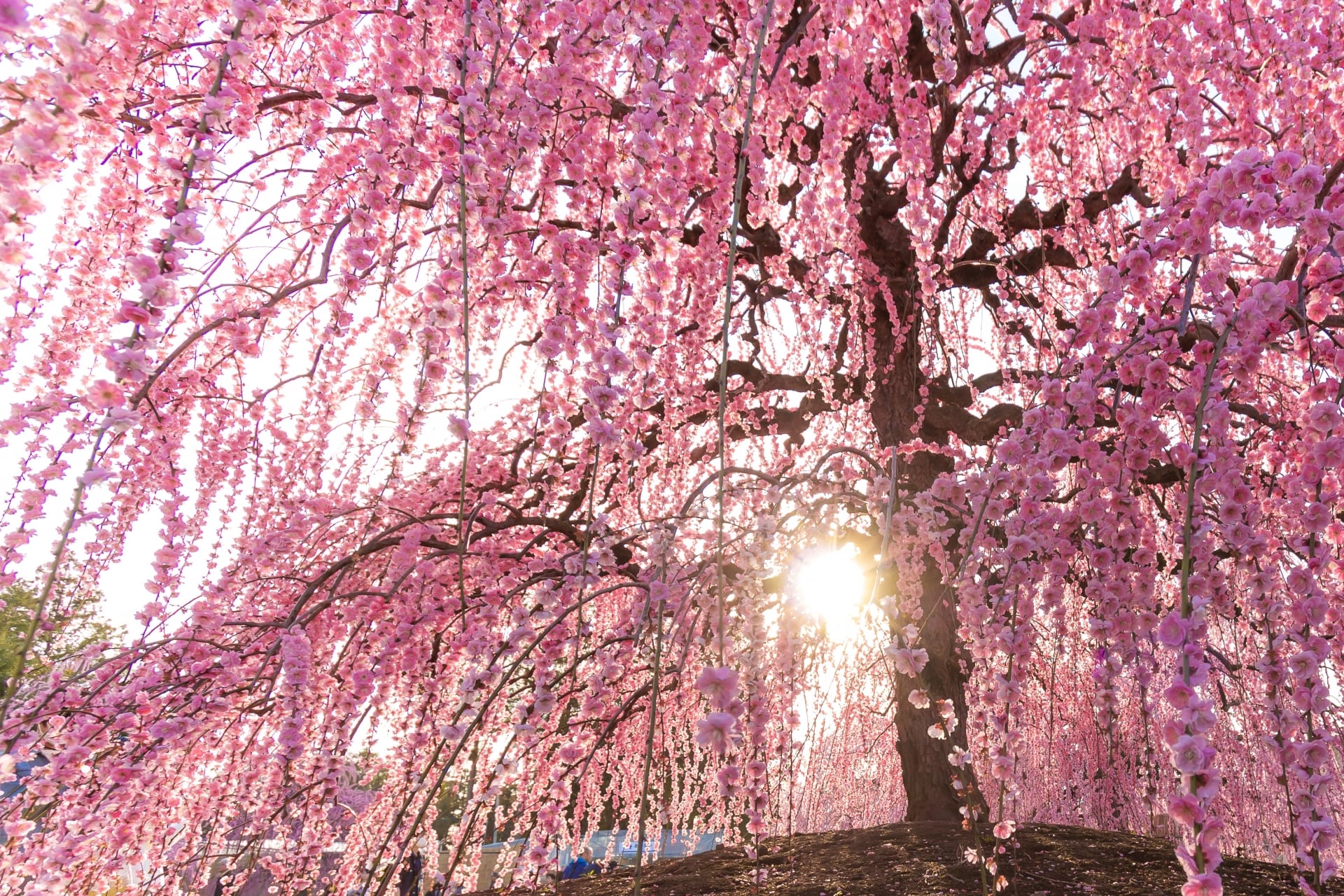 Plum Blossoms in Japan: Best Places to See 2025