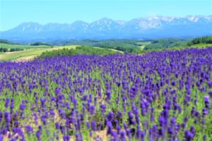Top 10 Things to Do in Japan in July