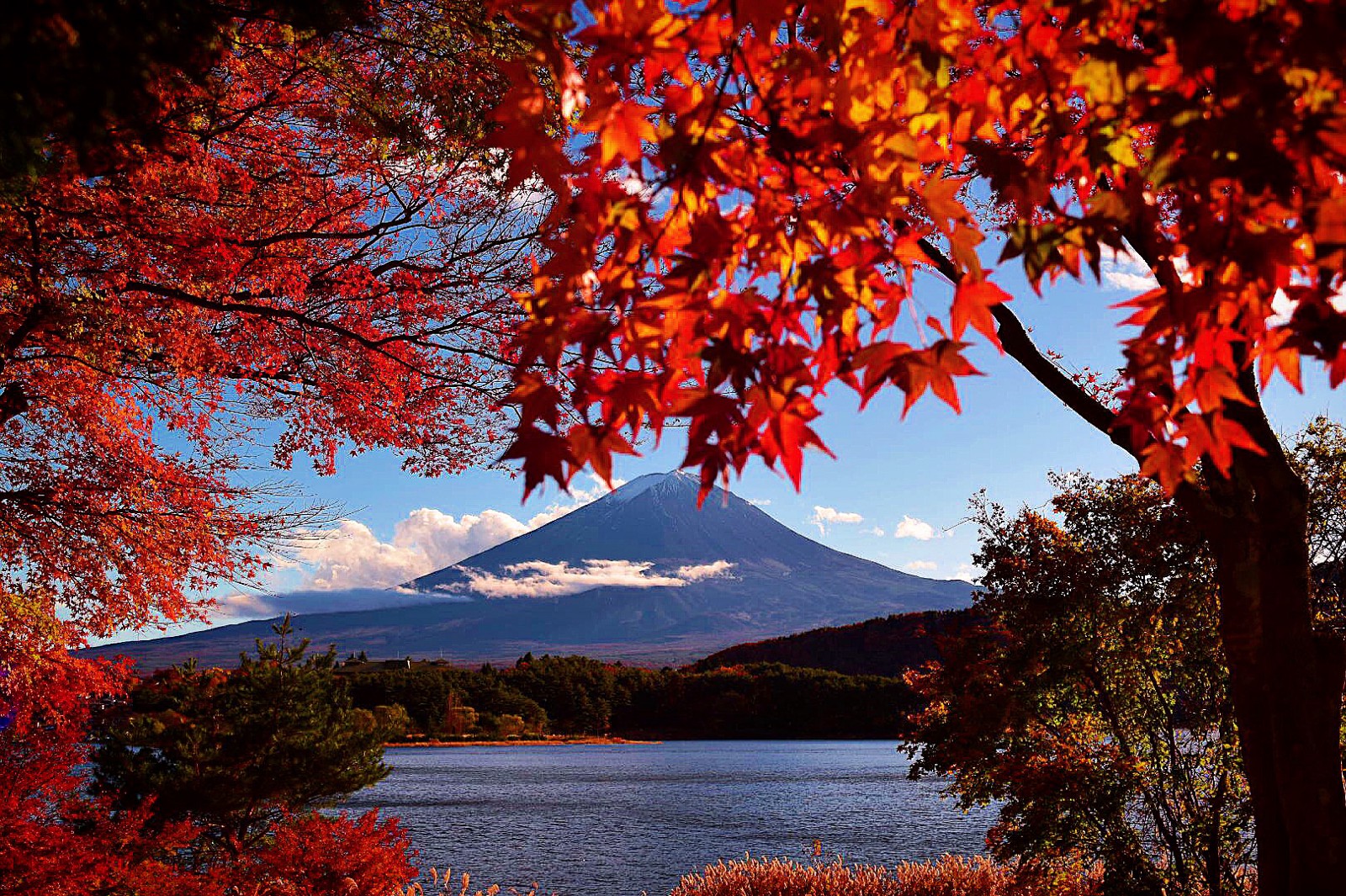 Fuji Kawaguchiko Autumn Leaves Festival