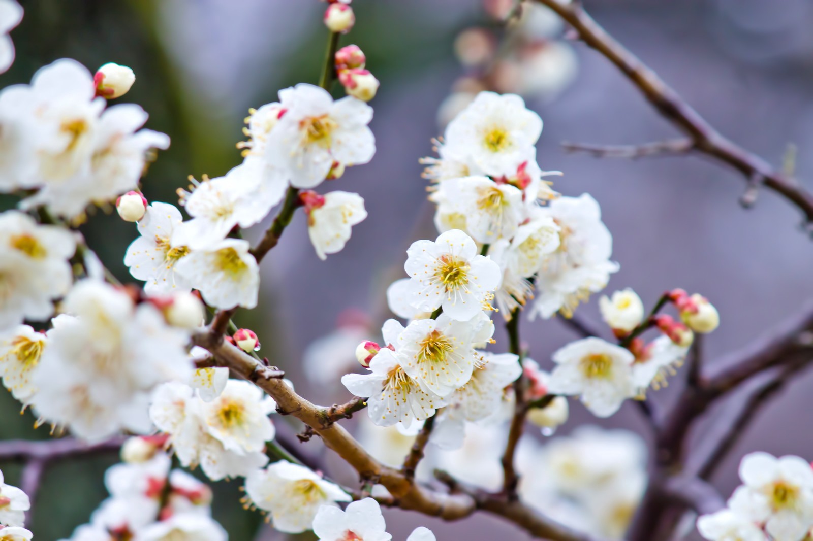 Plum Blossoms (Ume)