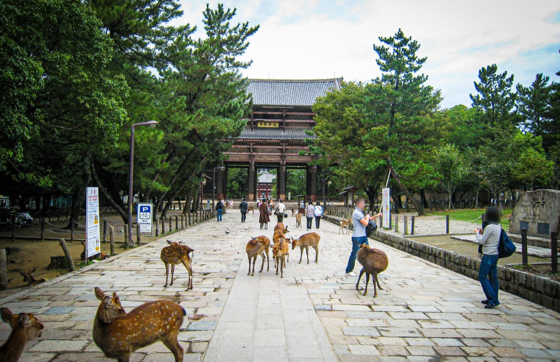 Deer in Nara Park