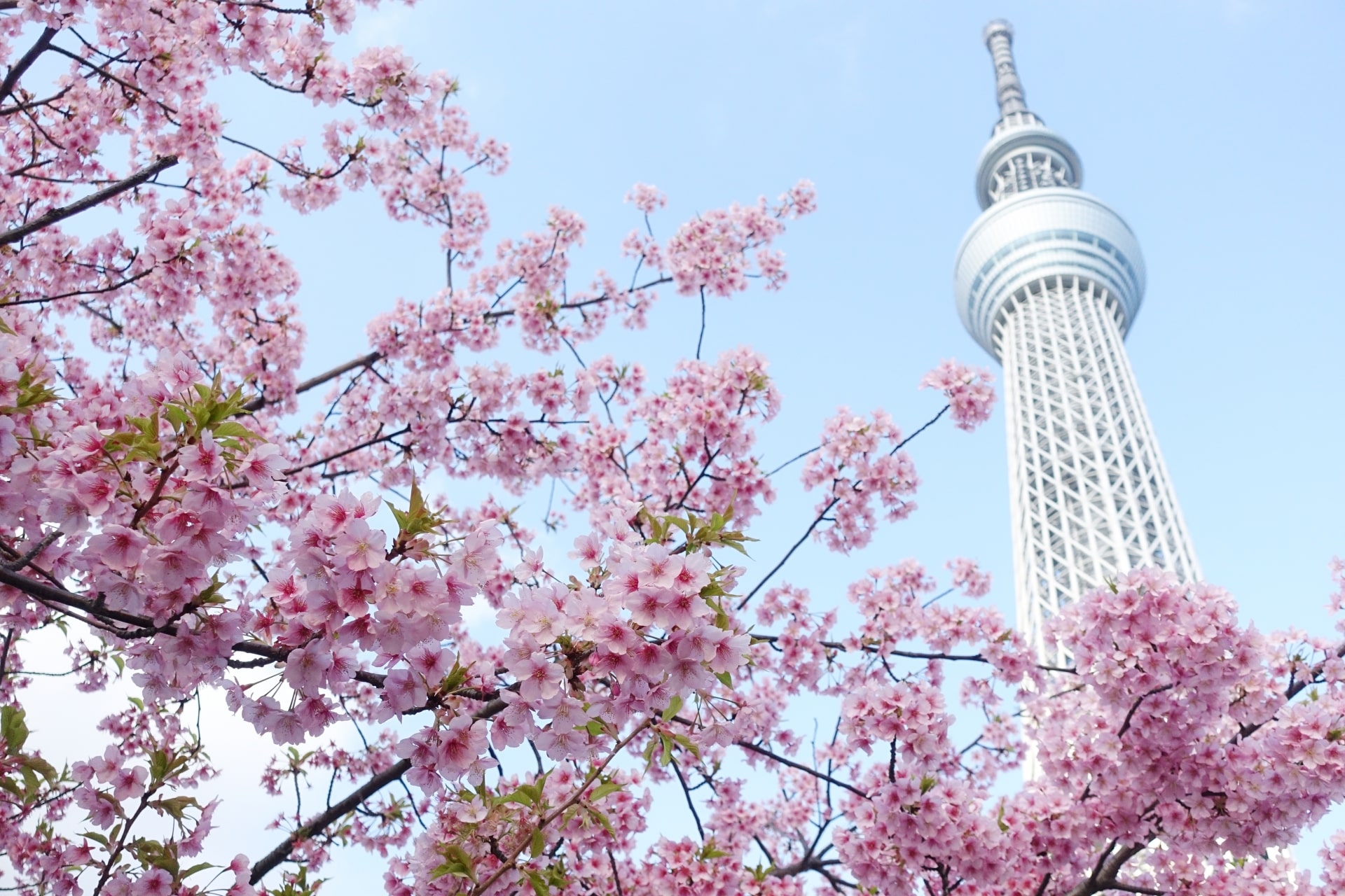 seasonal events Tokyo