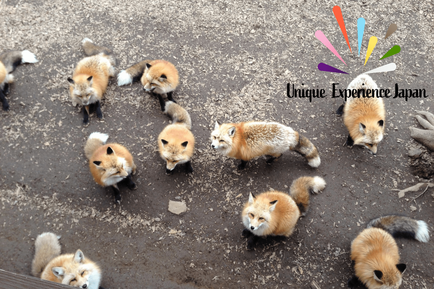 7 Best Places to Meet Wild Animals in Japan
