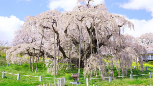 日本七大櫻花